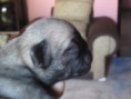 /album/cachorros/dsc02813-jpg/