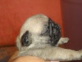 /album/cachorros/dsc03110-jpg/