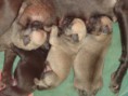 /album/cachorros/dsc02830-jpg/