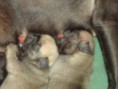 /album/cachorros/dsc02833-jpg/