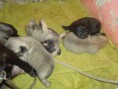 /album/cachorros/dsc03101-jpg/