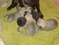 /album/cachorros/dsc03109-jpg/