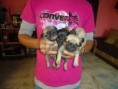 /album/cachorros/dsc03131-jpg/